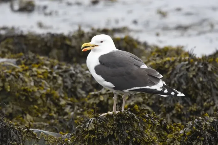 Framed Print : Great Blacked-backed Gull - perched on seaweed covered rock showing massive bill - July - Norway