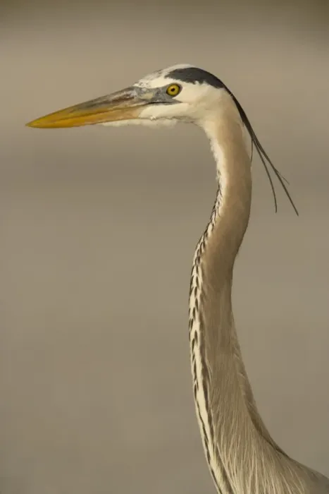 Framed Print : Great blue heron Framed Print : Great blue heron