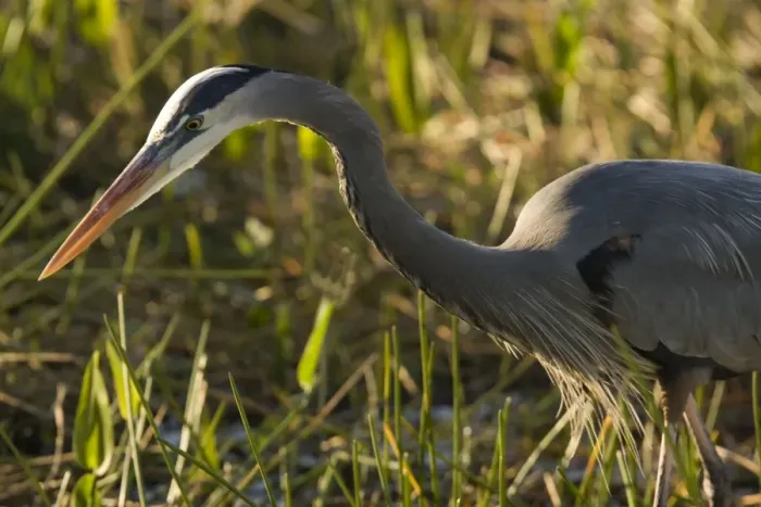 Framed Print : Great Blue Heron Framed Print : Great Blue Heron