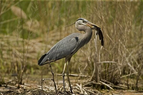 Great Blue Heron - With Bullhead in mouth - Widespread in North America - Largest North American heron - Wades slowly in quiet waters hunting fish and other animals - Often vocalizes while flying. New York, USA
