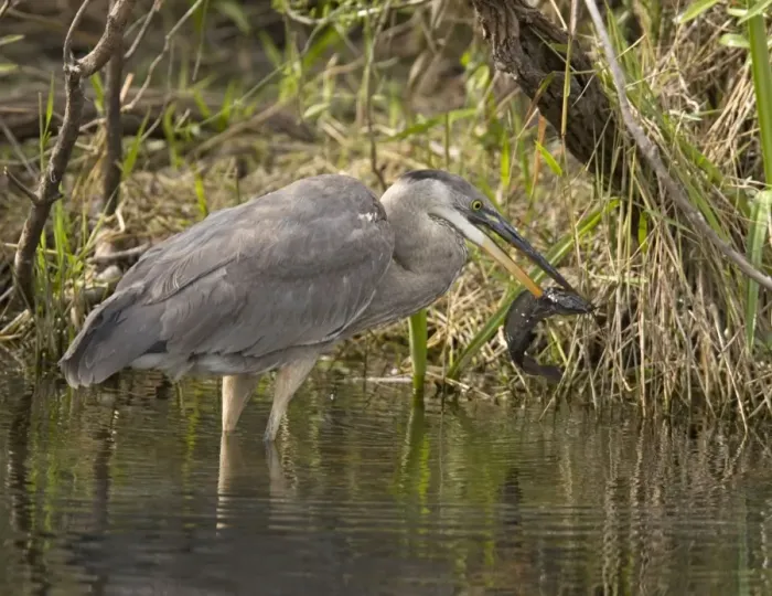 Framed Print : Great blue heron catching and killing a walking catfish (Clarias batrachus) - an Asian introduced fish, spreading rapidly in the Everglades. The fish is capable of migrating overland at night or in rain, using lung-like sacs Framed Print : Great blue heron catching and killing a walking catfish (Clarias batrachus) - an Asian introduced fish, spreading rapidly in the Everglades. The fish is capable of migrating overland at night or in rain, using lung-like sacs