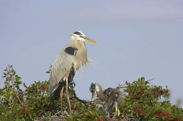 Framed Print : Great Blue Heron - with chick Venice Rookery, florida, USA BI000651 Framed Print : Great Blue Heron - with chick Venice Rookery, florida, USA BI000651