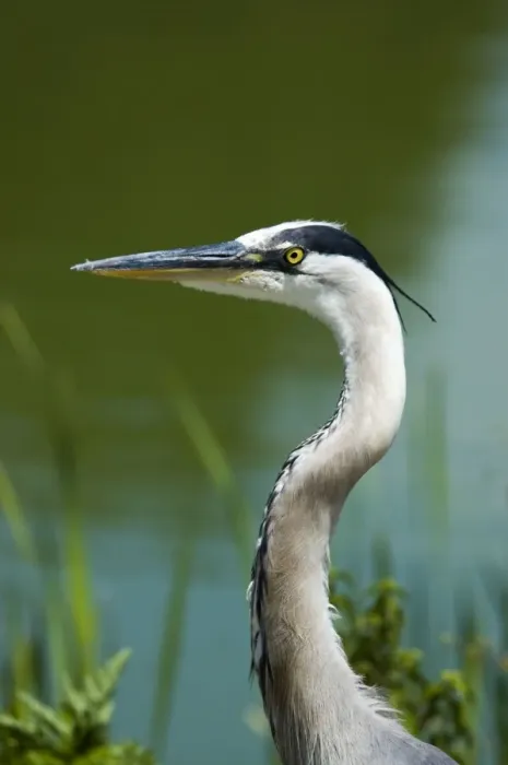Framed Print : Great Blue Heron - close up of head. Occurs throughout USA, extending into Canada. Sarasota, Florida, USA Framed Print : Great Blue Heron - close up of head. Occurs throughout USA, extending into Canada. Sarasota, Florida, USA