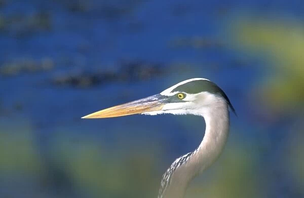 Great Blue Heron - closeup of head through leaves-South Venice, Florida, USA