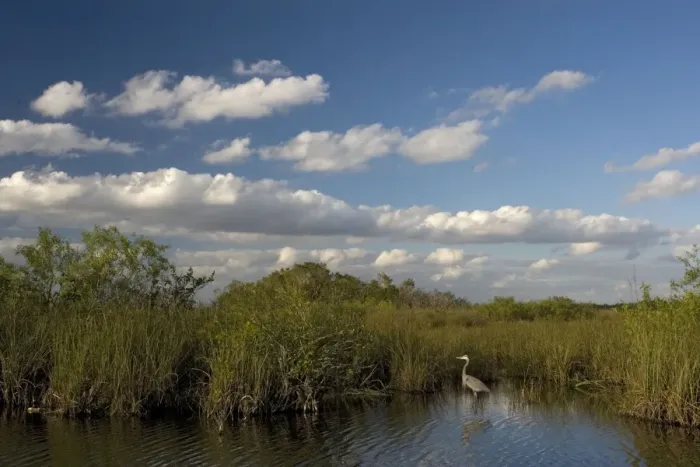 Framed Print : Great Blue Heron, in Everglades pond. Anhinga trail, Everglades National Park. USA
