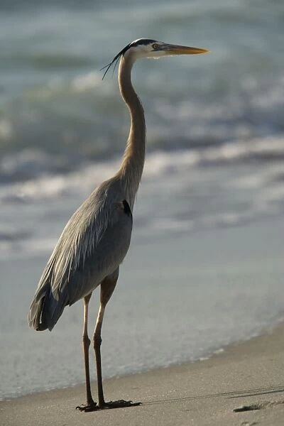Great blue heron, feeding on beach