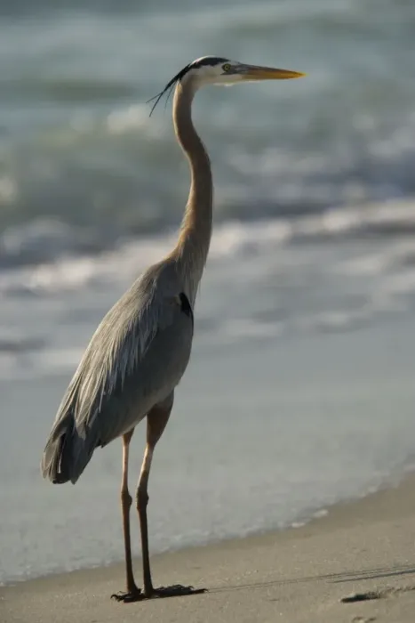 Framed Print : Great blue heron, feeding on beach Framed Print : Great blue heron, feeding on beach