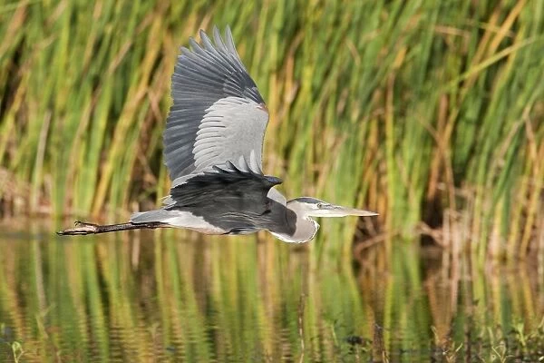 Great Blue Heron - in flight - South Florida - USA - January