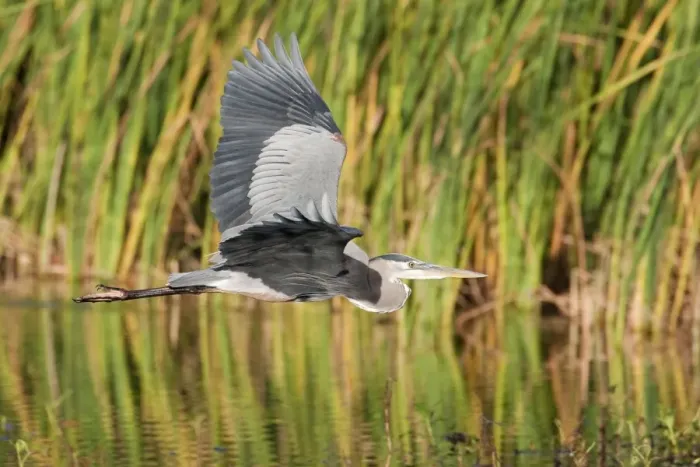 Framed Print : Great Blue Heron - in flight - South Florida - USA - January Framed Print : Great Blue Heron - in flight - South Florida - USA - January