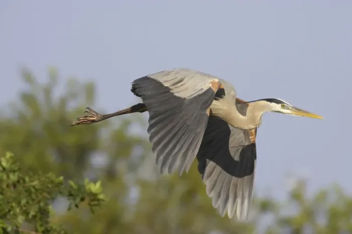 Framed Print : Great Blue Heron - in flight Venice Rookery, Florida, USA BI000642 Framed Print : Great Blue Heron - in flight Venice Rookery, Florida, USA BI000642
