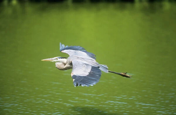 Great Blue Heron - in flight - Venice Rookery Florida USA