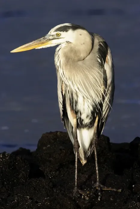 Framed Print : Great Blue Heron. Galapagos Framed Print : Great Blue Heron. Galapagos