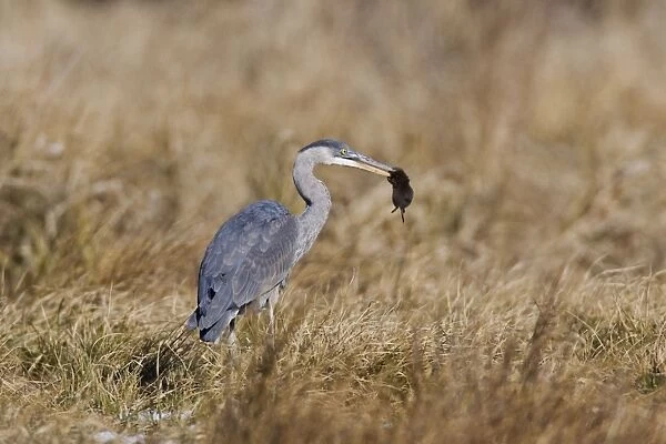 Great Blue Heron - hunting voles in winter field. January, CT