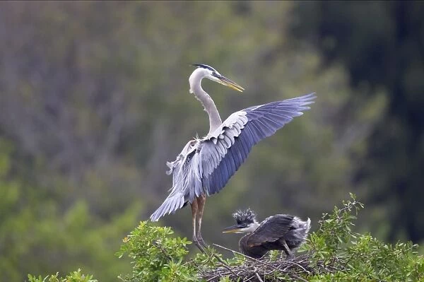Great Blue Heron landing at nest with chick waiting Venice Rookery, florida, USA BI000555