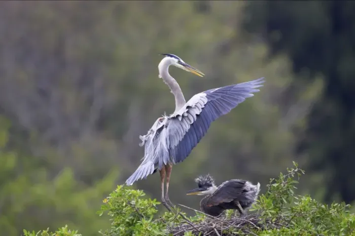 Framed Print : Great Blue Heron landing at nest with chick waiting Venice Rookery, florida, USA BI000555 Framed Print : Great Blue Heron landing at nest with chick waiting Venice Rookery, florida, USA BI000555