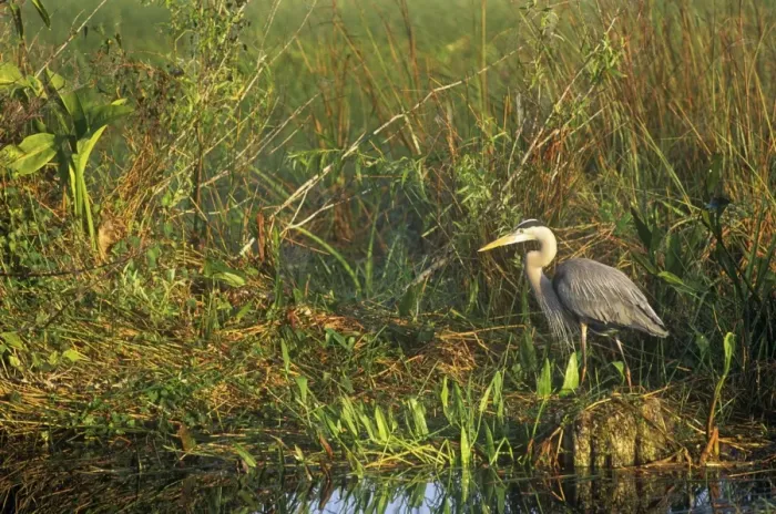 Framed Print : Great Blue Heron - in natural habitat - Everglades National Park USA Framed Print : Great Blue Heron - in natural habitat - Everglades National Park USA