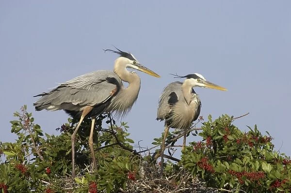 Great Blue Heron - pair on nest site Venice Rookery, florida, USA BI000641
