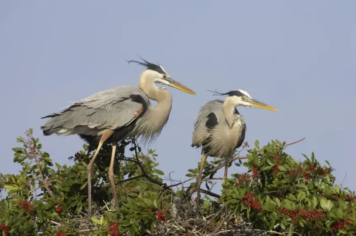 Framed Print : Great Blue Heron - pair on nest site Venice Rookery, florida, USA BI000641 Framed Print : Great Blue Heron - pair on nest site Venice Rookery, florida, USA BI000641