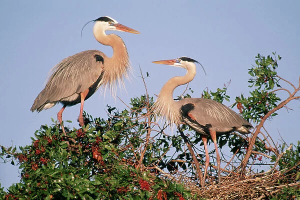 Great Blue Heron - pair at nest, Southern Florida, USA