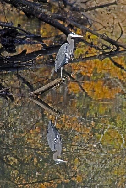 Great Blue Heron and its reflection - North America