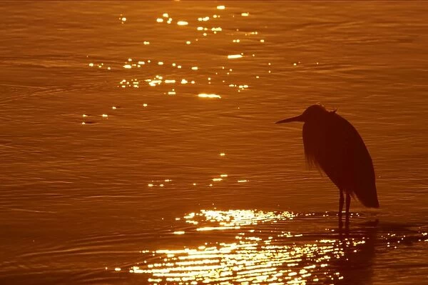 Great Blue Heron - silhouetted at Sunset Ding Darling NWR, florida, USA BI000609