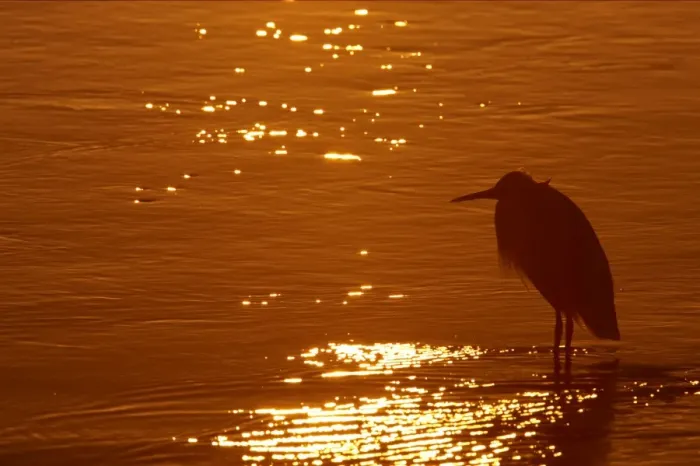 Framed Print : Great Blue Heron - silhouetted at Sunset Ding Darling NWR, florida, USA BI000609 Framed Print : Great Blue Heron - silhouetted at Sunset Ding Darling NWR, florida, USA BI000609