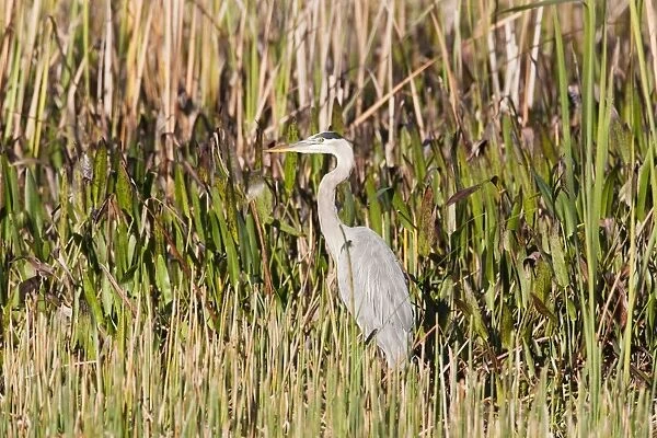 Great Blue Heron - South Florida - USA - January