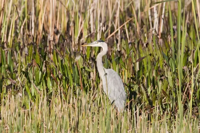 Framed Print : Great Blue Heron - South Florida - USA - January Framed Print : Great Blue Heron - South Florida - USA - January