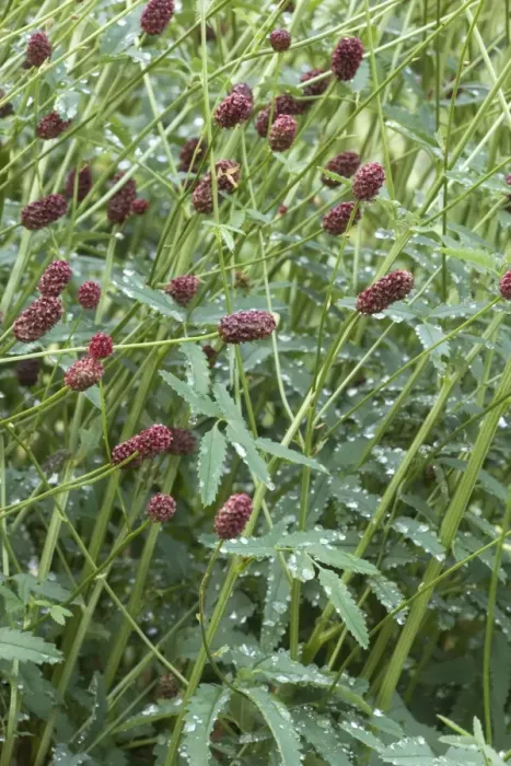 Framed Print : Great burnet (Sanguisorba officinalis). In floodplain meadows in UK Framed Print : Great burnet (Sanguisorba officinalis). In floodplain meadows in UK