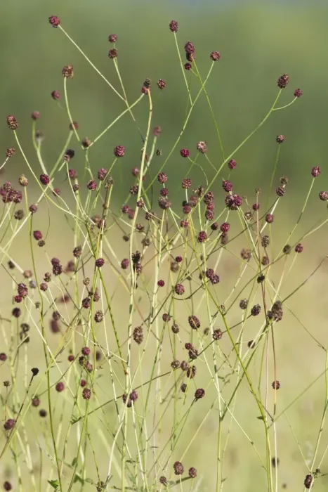 Framed Print : Great Burnet - stalks and flower heads - Lower Saxony - Germany