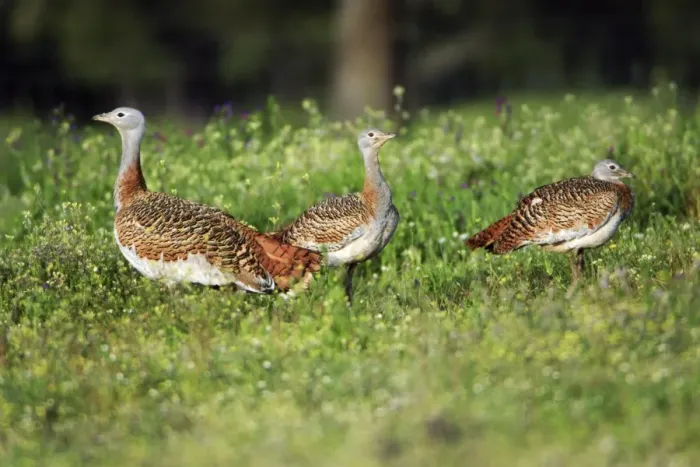 Framed Print : Great Bustard - 3 females on meadow, Alentejo, Portugal Framed Print : Great Bustard - 3 females on meadow, Alentejo, Portugal