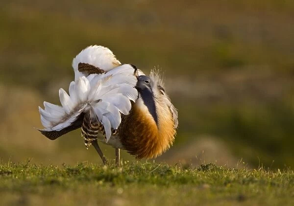 Great Bustard - displaying late evening on Spanish Steppe - Extremadura Spain