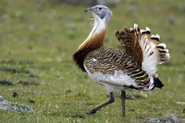 Framed Print : Great Bustard displaying male Framed Print : Great Bustard displaying male