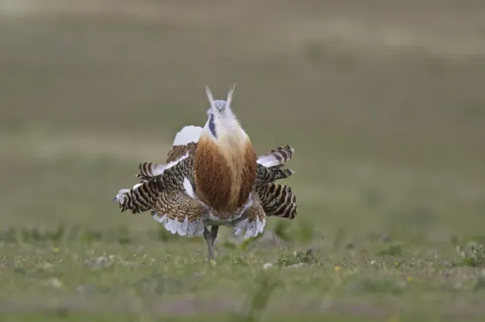 Framed Print : Great Bustard displaying male