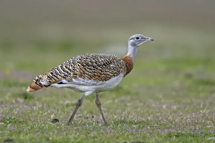 Framed Print : Great Bustard displaying male Framed Print : Great Bustard displaying male