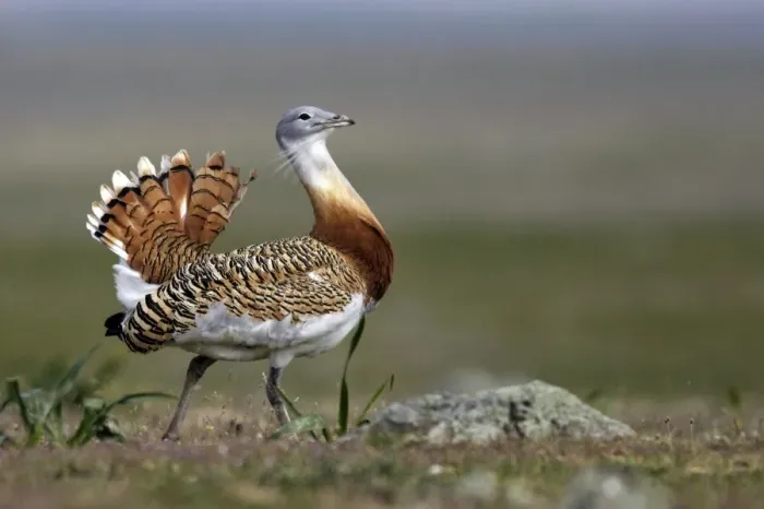 Framed Print : Great Bustard displaying male Framed Print : Great Bustard displaying male