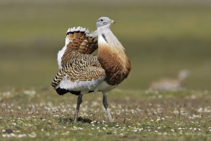 Framed Print : Great Bustard displaying male Framed Print : Great Bustard displaying male