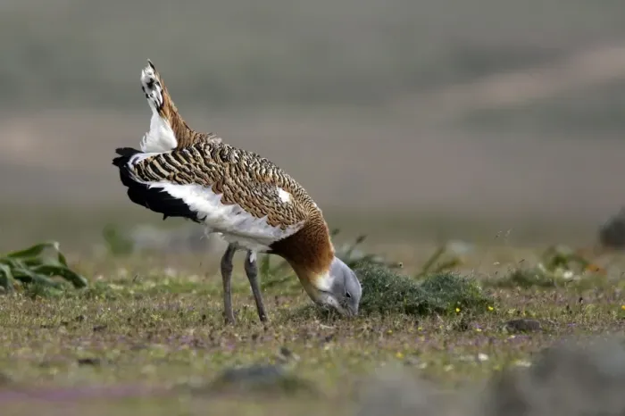 Framed Print : Great Bustard displaying male Framed Print : Great Bustard displaying male