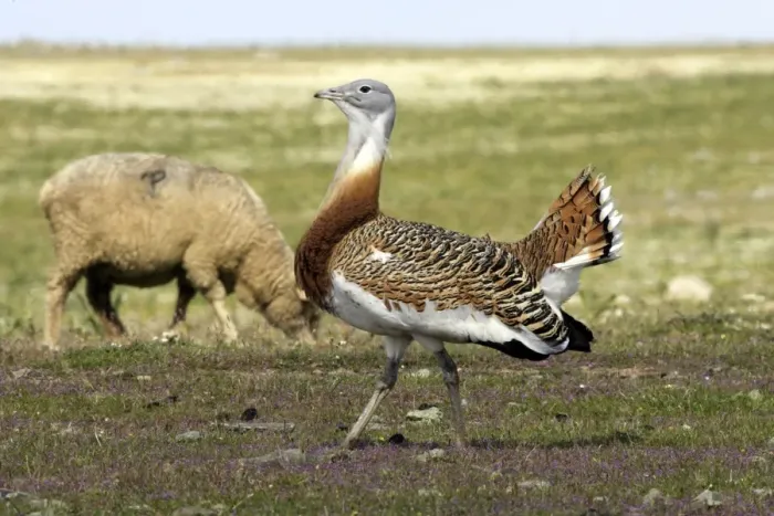 Framed Print : Great Bustard displaying male Framed Print : Great Bustard displaying male
