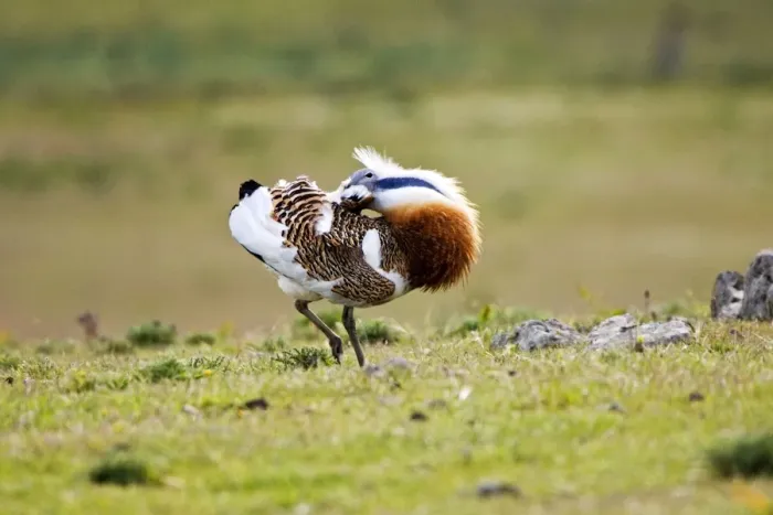 Framed Print : Great Bustard - displaying and struts across spanish stepps. Extermadura Spain