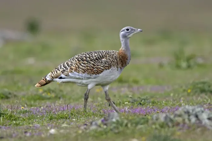 Framed Print : Great Bustard - female Framed Print : Great Bustard - female