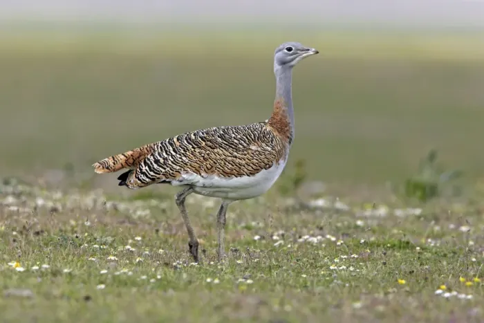 Framed Print : Great Bustard - female in the rain Framed Print : Great Bustard - female in the rain