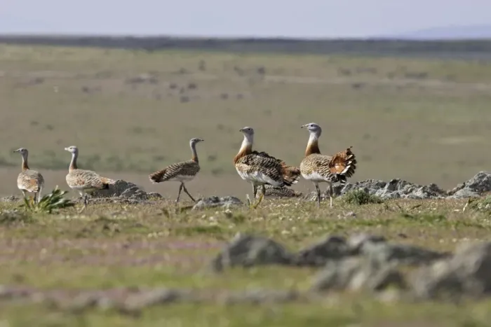 Framed Print : Great Bustard - Female and young males Framed Print : Great Bustard - Female and young males