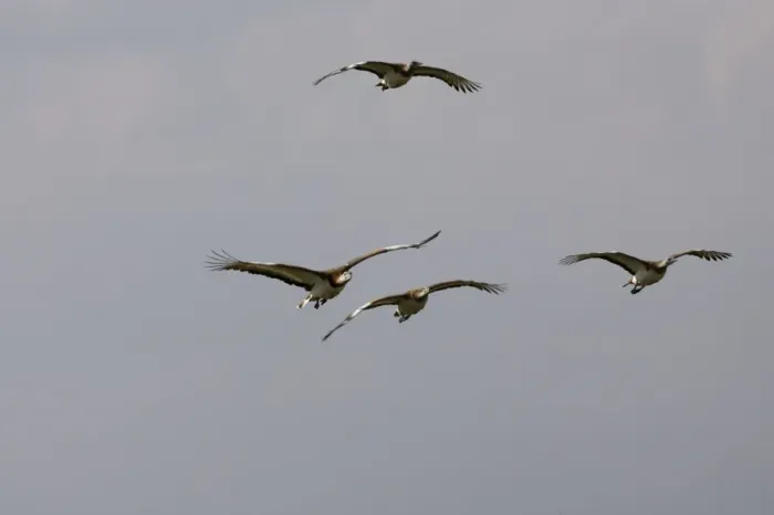 Framed Print : Great Bustard - In flight Framed Print : Great Bustard - In flight