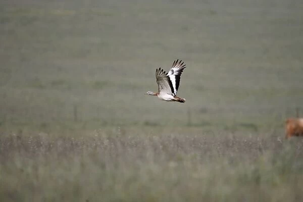 Great Bustard - in flight - April - Plains of Belin - Extremadura - Spain