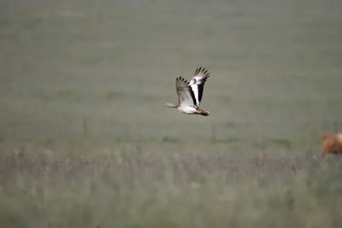 Framed Print : Great Bustard - in flight - April - Plains of Belin - Extremadura - Spain Framed Print : Great Bustard - in flight - April - Plains of Belin - Extremadura - Spain