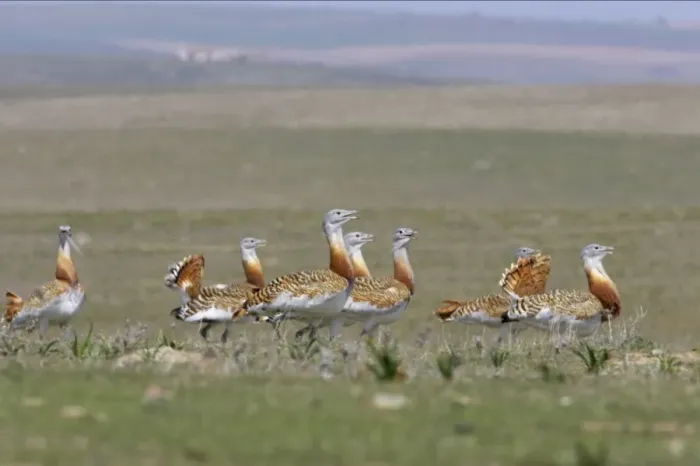 Framed Print : Great Bustard - Flock together Extramadura, Spain BI002656 Framed Print : Great Bustard - Flock together Extramadura, Spain BI002656