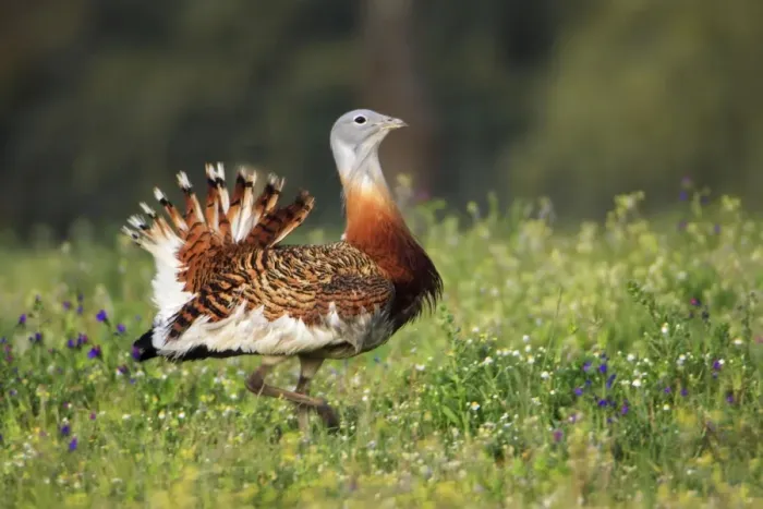 Framed Print : Great Bustard - male displaying, Alentejo, Portugal Framed Print : Great Bustard - male displaying, Alentejo, Portugal