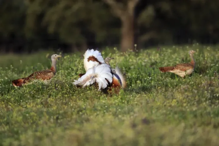 Framed Print : Great Bustard - male displaying to 2 females, Alentejo, Portugal