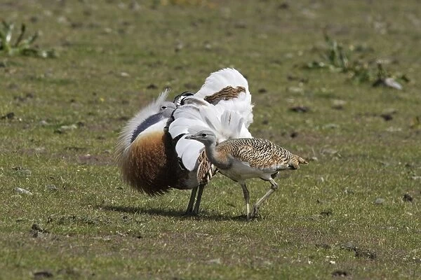 Great Bustard male displaying with female